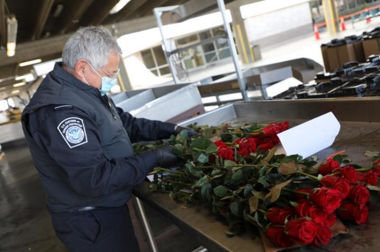 CBP: 1B Flower Inspections