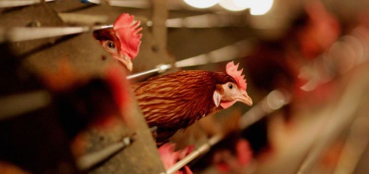 USDA: Avian Influenza Threatens Easter Egg Supply