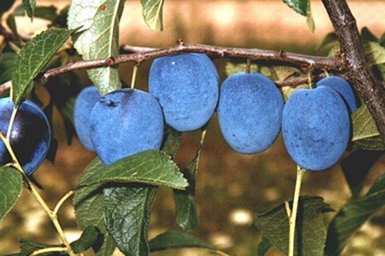 USDA ARS: New Disease Resistant Honeysweet Plum