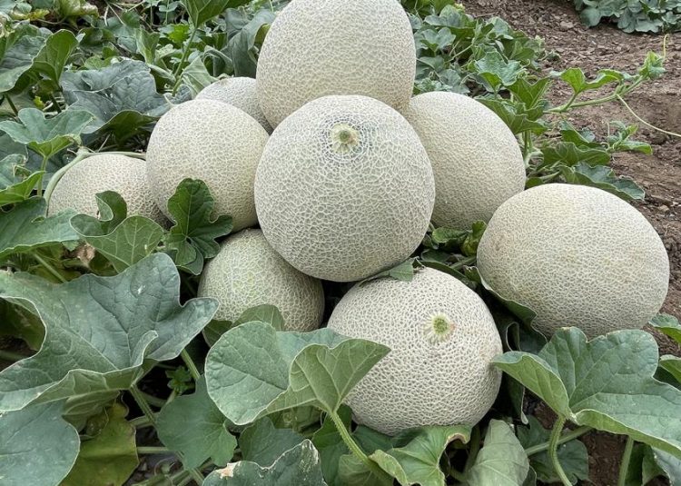 Melon Mania: Consumer Interest on the Rise