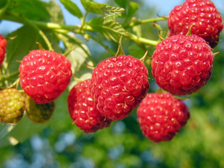 Top Trending Fruit For Memorial Day? Berries!