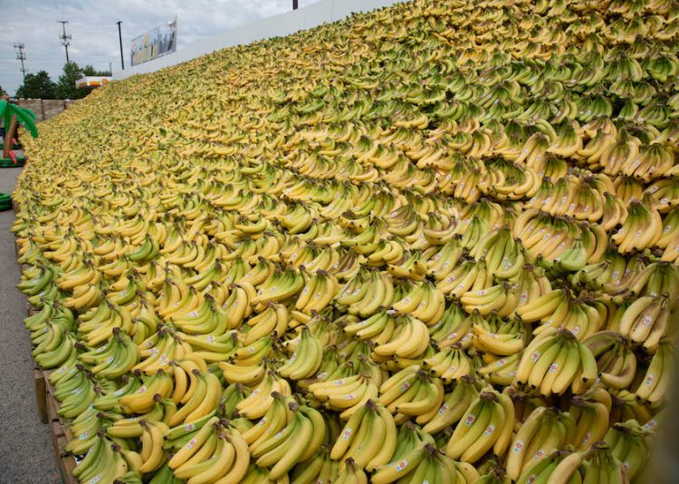 This is Bananas! Record Breaking Display