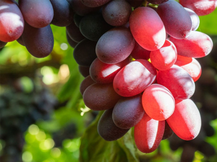 Chilean Grapes: 50% Increase in Varieties