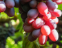 Chilean Grapes: 50% Increase in Varieties