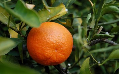 APHIS: Assessment of EG Oranges & Tangerines