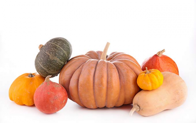 USDA: Pest Risk Analysis BR Pumpkins / Squash