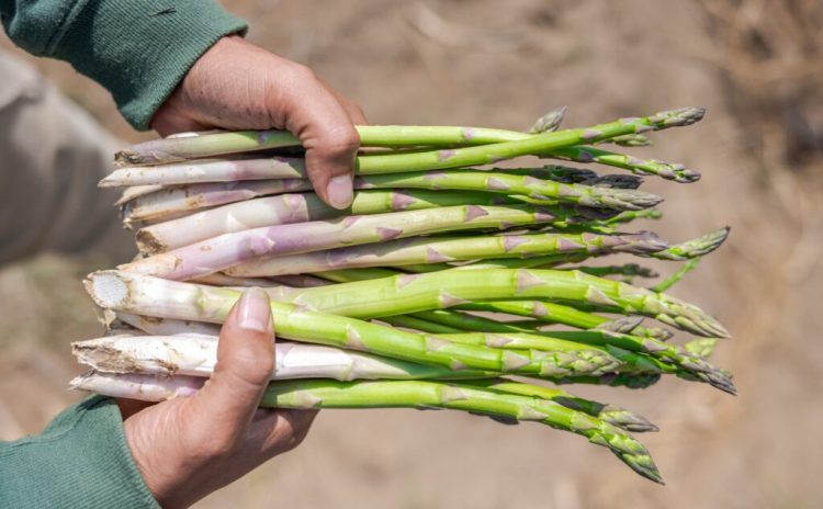 Weather Hinders Peruvian Asparagus