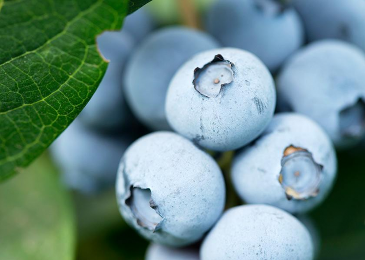 Blueberries Abound as Summer Nears End