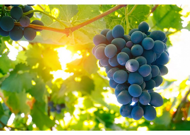 Chilean Grapes: Importers Seek Entry w/o Fumigation